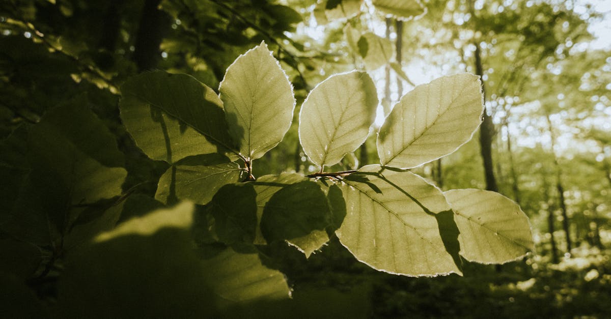 découvrez des stratégies innovantes et durables pour lutter contre le changement climatique. explorez des solutions éco-responsables et des actions concrètes pour un avenir plus respectueux de notre planète.