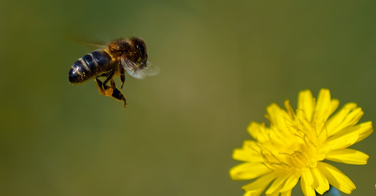 découvrez l'écosystème, un réseau complexe d'interactions entre organismes vivants et leur environnement. explorez l'importance de la biodiversité, les habitats naturels et les enjeux de conservation pour préserver notre planète.