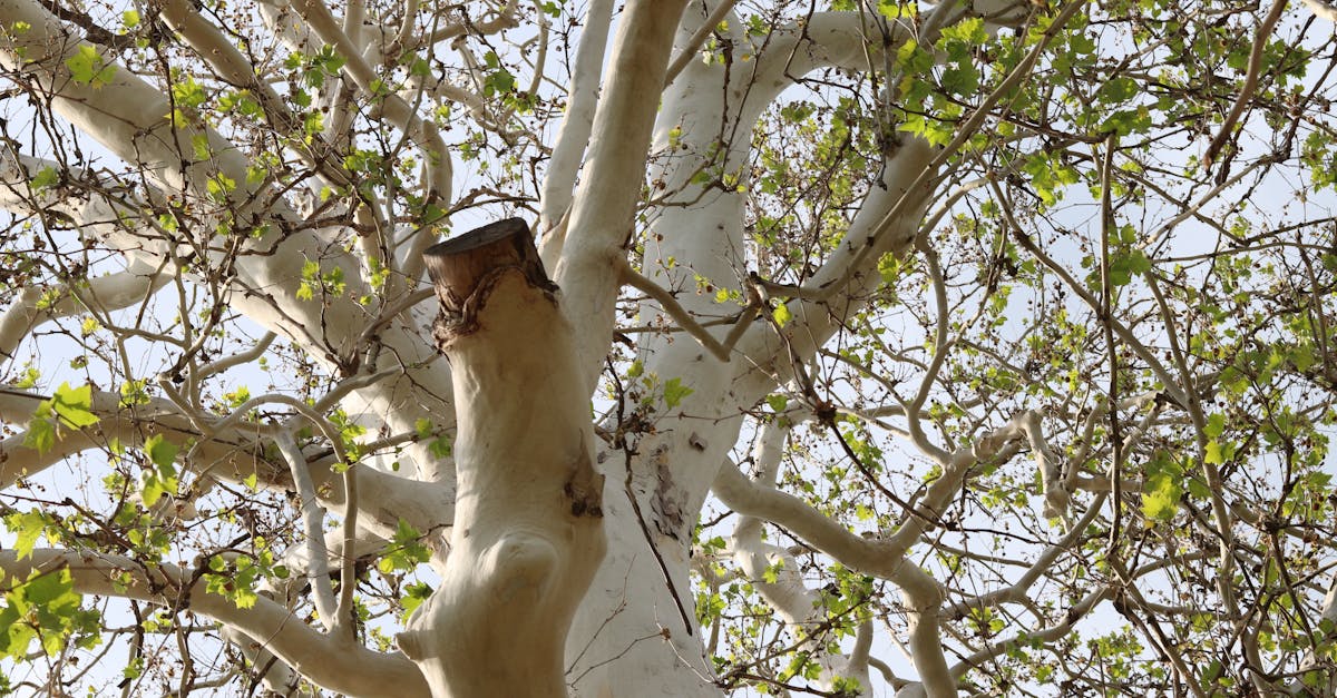 découvrez l'écosystème, un réseau complexe d'interactions entre les organismes vivants et leur environnement. explorez comment ces relations façonnent notre planète, de la biodiversité aux chaînes alimentaires, et comprenez l'importance de la préservation des écosystèmes pour un avenir durable.