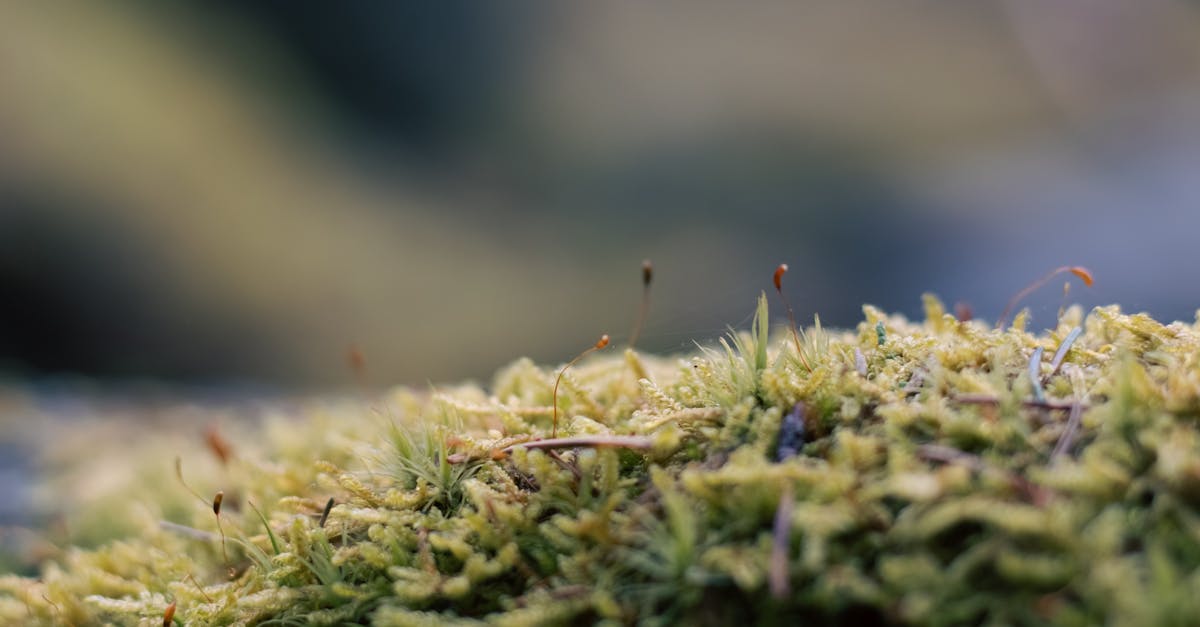 explorez la richesse et la complexité des écosystèmes, où chaque élément joue un rôle crucial dans l'équilibre de la nature. découvrez comment interagissent la faune, la flore et leur environnement pour maintenir la vie sur notre planète.