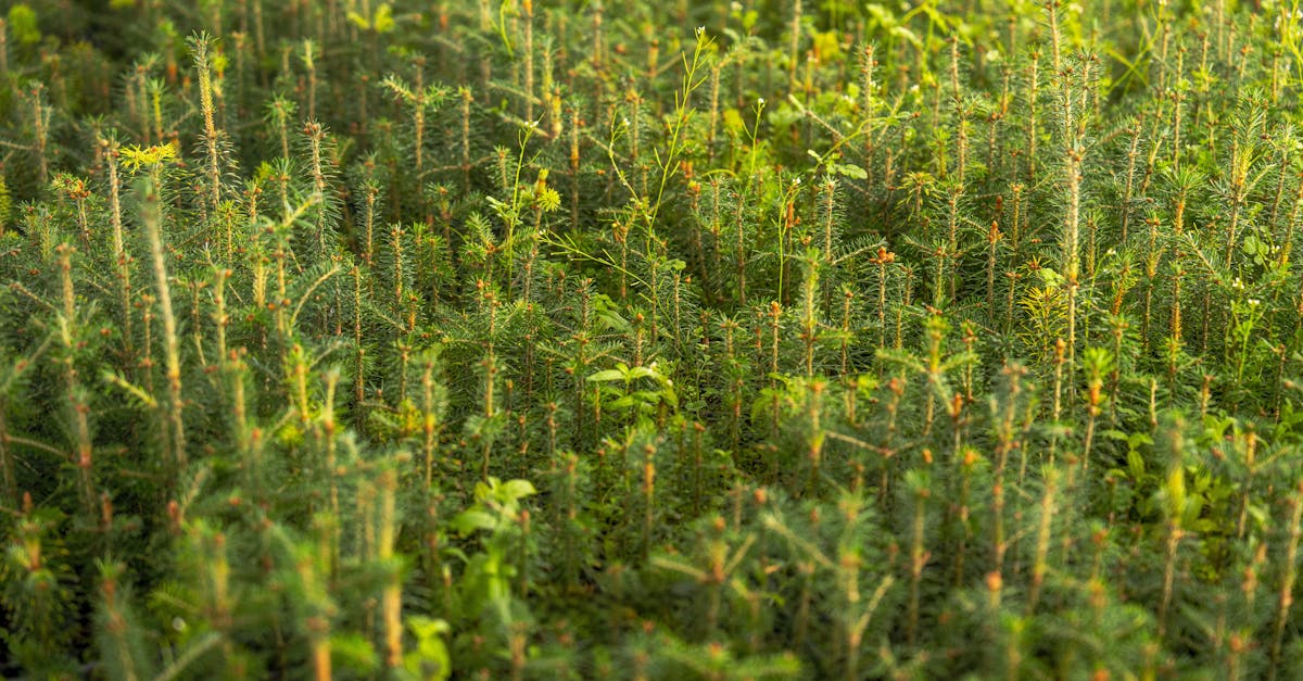 découvrez comment la révolution verte a transformé l'agriculture moderne, augmentant la production alimentaire tout en abordant les défis environnementaux. plongez dans les innovations et les pratiques durables qui façonnent notre avenir alimentaire.