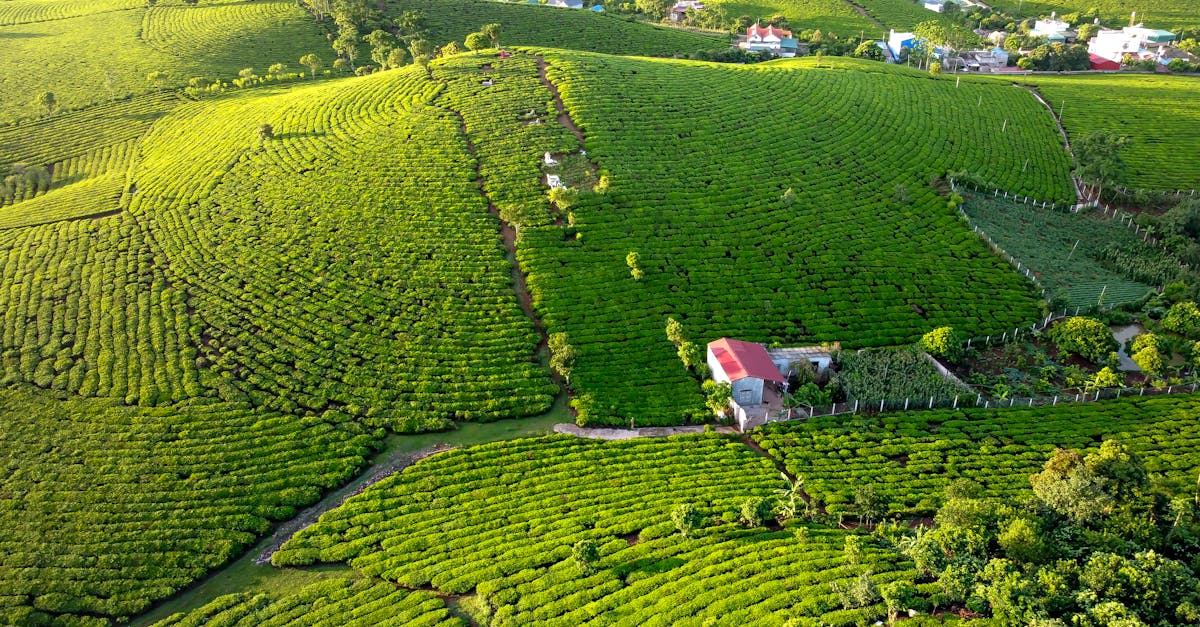 découvrez la révolution verte : un mouvement essentiel pour promouvoir des pratiques agricoles durables, protéger l'environnement et assurer la sécurité alimentaire mondiale. explorez des innovations écologiques qui transforment notre manière de cultiver et de consommer.
