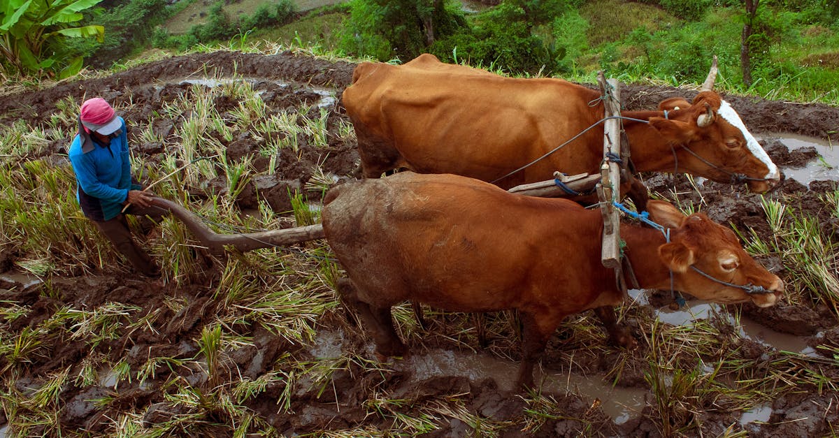 découvrez la révolution verte, un mouvement mondial visant à transformer l'agriculture durable en favorisant l'innovation technologique, la préservation de l'environnement et la sécurité alimentaire. explorez les initiatives écologiques qui redéfinissent notre rapport à la nature.