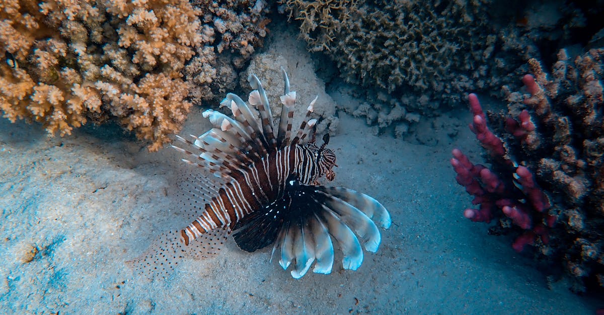découvrez l'importance de la préservation des habitats naturels pour protéger la biodiversité et garantir un avenir durable. apprenez comment des actions concrètes peuvent contribuer à la conservation des écosystèmes.