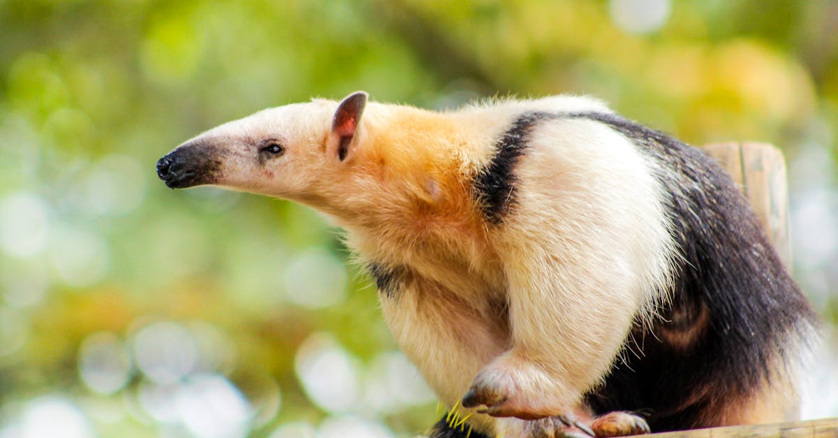 découvrez les enjeux de la préservation de l'habitat, une démarche essentielle pour protéger notre biodiversité et assurer la durabilité des écosystèmes. engagez-vous pour un avenir meilleur en préservant les habitats naturels.