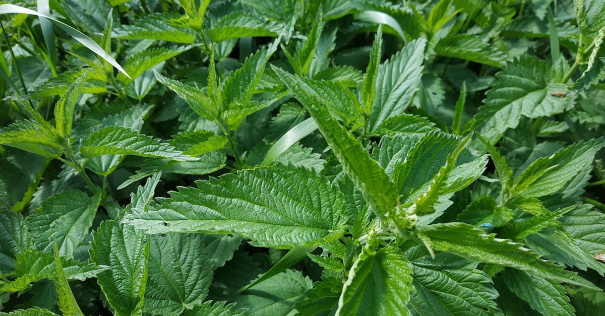 découvrez l'importance de la certification biologique, garantissant des pratiques agricoles durables et respectueuses de l'environnement. apprenez les critères d'obtention, les avantages pour les consommateurs et les producteurs, ainsi que l'impact positif sur la santé et la planète.