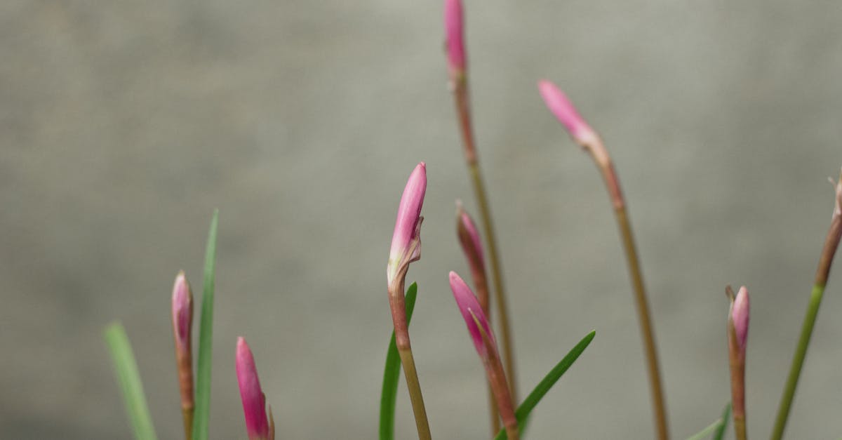 découvrez tout ce qu'il faut savoir sur la certification biologique : ses avantages, son processus et son importance pour l'agriculture durable. faites le choix d'une alimentation saine et respectueuse de l'environnement grâce à notre guide complet sur la certification bio.