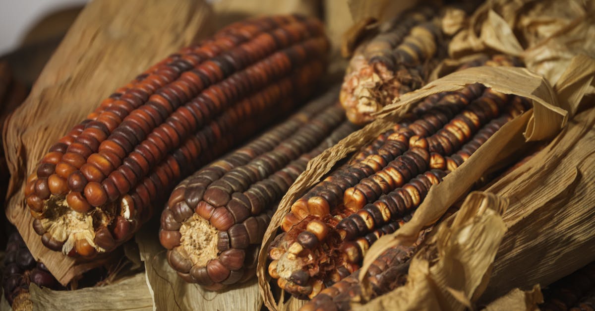 découvrez l'importance de la certification biologique et comment elle garantit des pratiques agricoles durables et respectueuses de l'environnement. explorez les avantages de choisir des produits certifiés bio pour une alimentation saine et responsable.