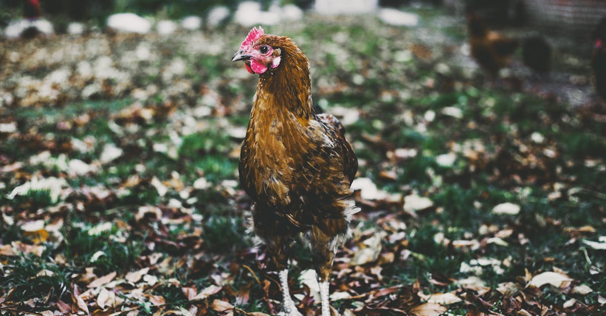 découvrez la permaculture, une méthode de culture qui respecte les écosystèmes et favorise la biodiversité. apprenez à concevoir un jardin durable et autonome, tout en cultivant des aliments sains et savoureux. rejoignez le mouvement vers une agriculture éco-responsable!