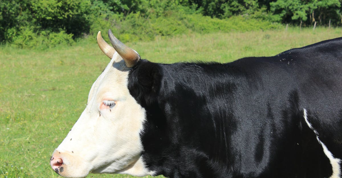 découvrez l'agriculture régénérative, une approche innovante qui revitalise les sols, améliore la biodiversité et favorise un système alimentaire durable, tout en réduisant l'impact environnemental.