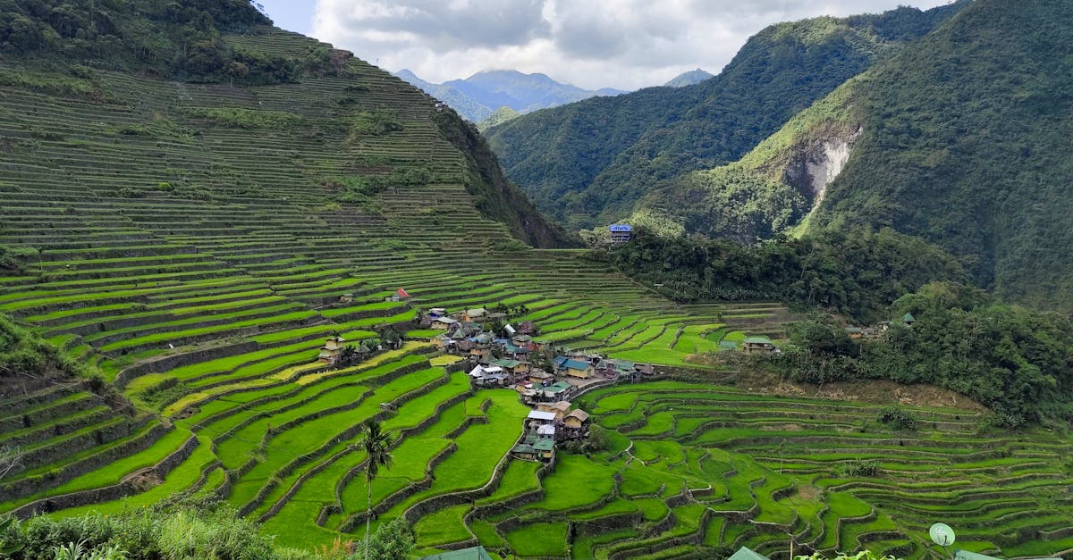 découvrez les bienfaits de l'agriculture régénérative, une approche innovante qui vise à restaurer la santé des sols, à favoriser la biodiversité et à optimiser les systèmes agricoles pour un avenir durable. adoptez des pratiques respectueuses de l'environnement et améliorez la résilience de vos exploitations tout en produisant des aliments de qualité.