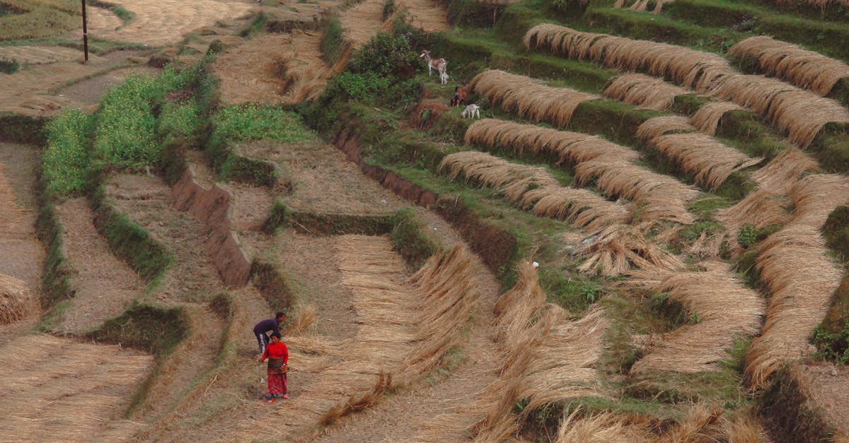 découvrez l'agriculture régénérative, une approche durable qui améliore la santé des sols, favorise la biodiversité et réduit l'impact environnemental tout en garantissant des récoltes abondantes. apprenez comment cette méthode innovante transforme les pratiques agricoles pour un avenir plus vert.