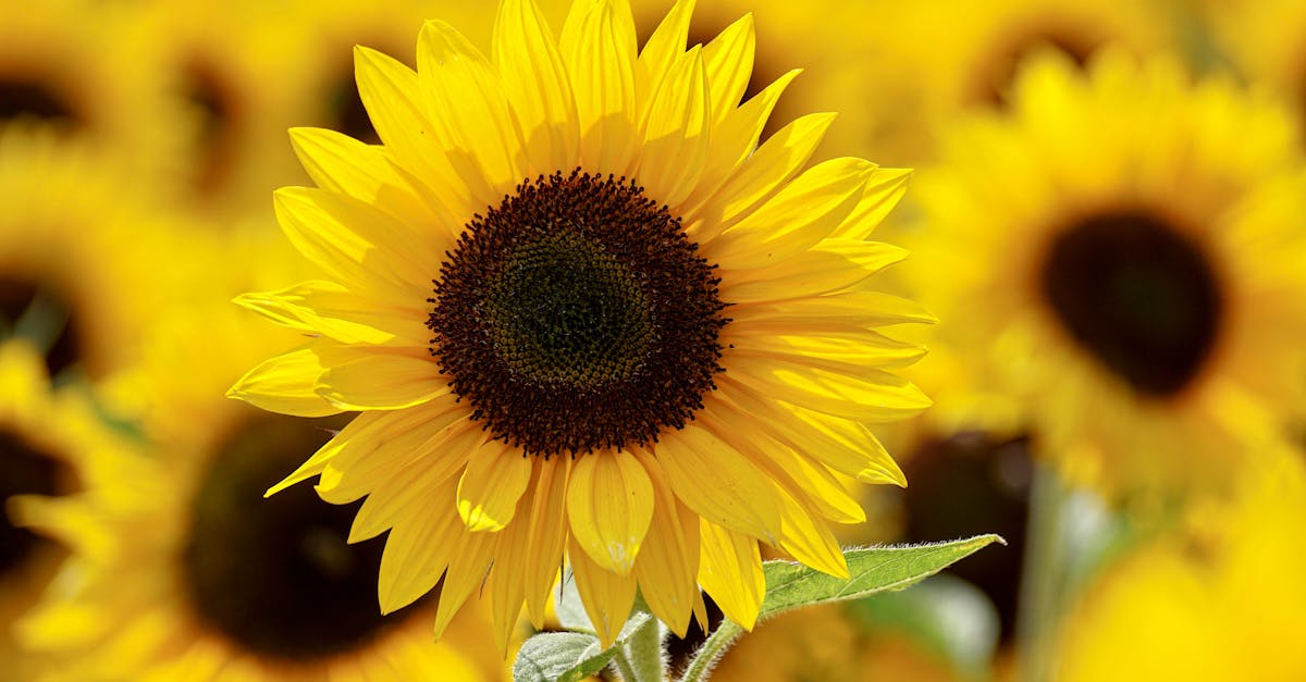 découvrez le processus de solarisation, une méthode écologique et efficace pour désinfecter le sol en utilisant la chaleur du soleil. apprenez comment cette technique peut améliorer la santé de vos cultures et favoriser un environnement durable.