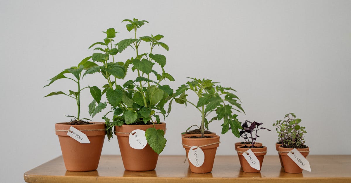 découvrez des solutions durables pour un avenir respectueux de l'environnement. explorez des pratiques et des produits écoresponsables qui contribuent à la protection de notre planète tout en répondant à vos besoins quotidiens.
