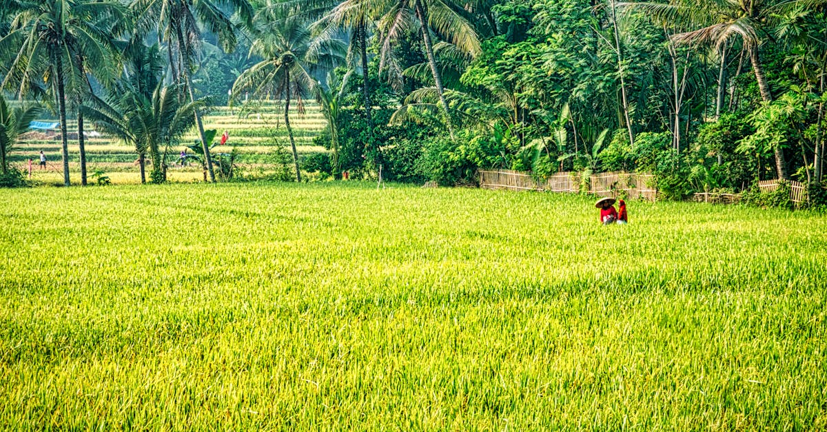 découvrez les pratiques et les avantages de l'agriculture durable, qui favorise une production respectueuse de l'environnement tout en préservant les ressources naturelles. apprenez comment cette approche innovante contribue à la sécurité alimentaire et au bien-être des générations futures.