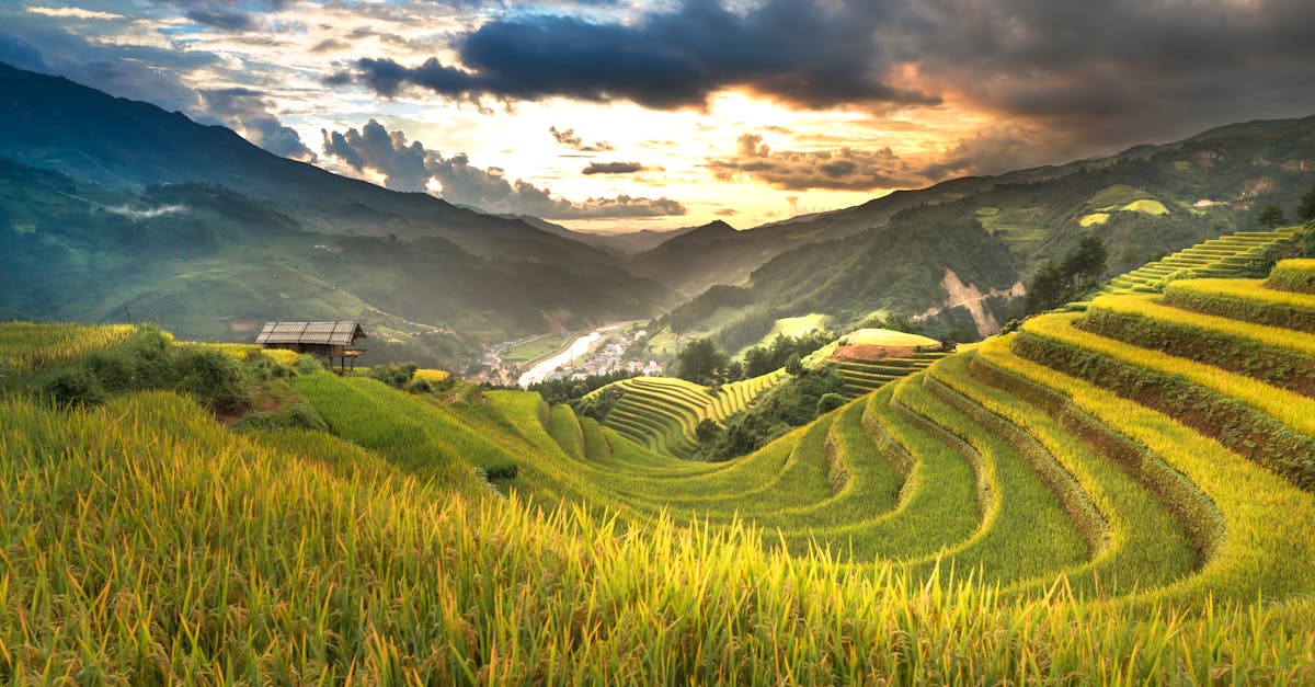 découvrez les principes et pratiques de l'agriculture durable qui préservent l'environnement tout en garantissant une production alimentaire responsable. apprenez comment allier respect de la nature et innovation pour un avenir agro-alimentaire durable.