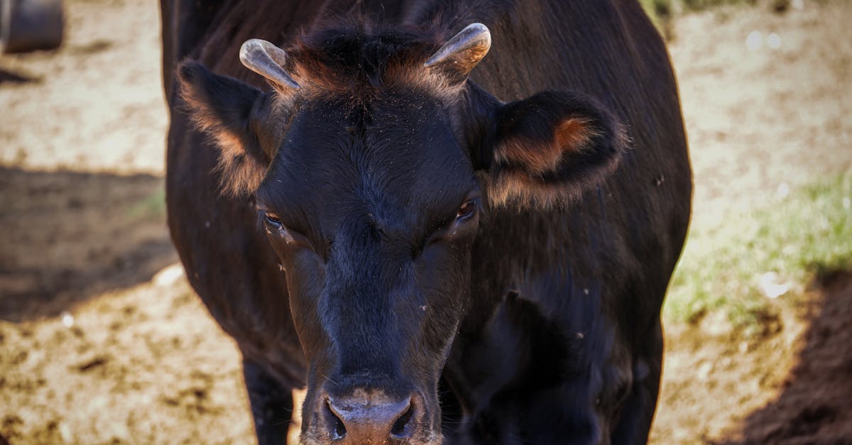 découvrez l'agriculture durable, une approche innovante qui allie rentabilité économique, préservation de l'environnement et bien-être social. apprenez comment cette pratique favorise la biodiversité, conserve les ressources et répond aux défis alimentaires de demain.
