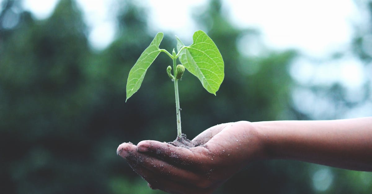 découvrez des solutions durables pour un mode de vie respectueux de l'environnement. adoptez des pratiques éco-responsables et contribuez à la préservation de notre planète.