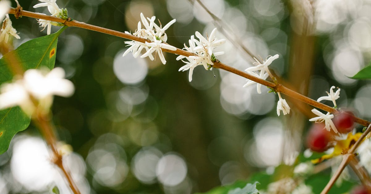 découvrez l'agroforesterie, une pratique innovante alliant agriculture et sylviculture pour promouvoir la durabilité, améliorer la biodiversité et augmenter les rendements agricoles tout en préservant l'environnement.