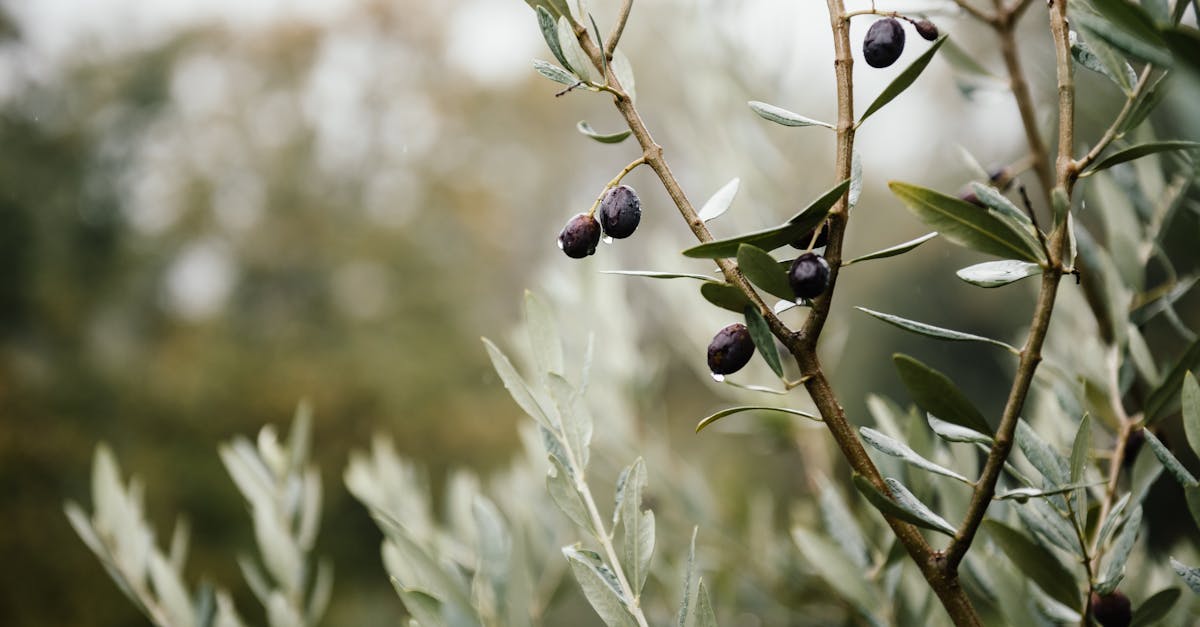 découvrez les bienfaits de l'agroforesterie, une pratique durable alliant agriculture et foresterie pour promouvoir la biodiversité, améliorer la qualité des sols et augmenter la résilience face aux changements climatiques.