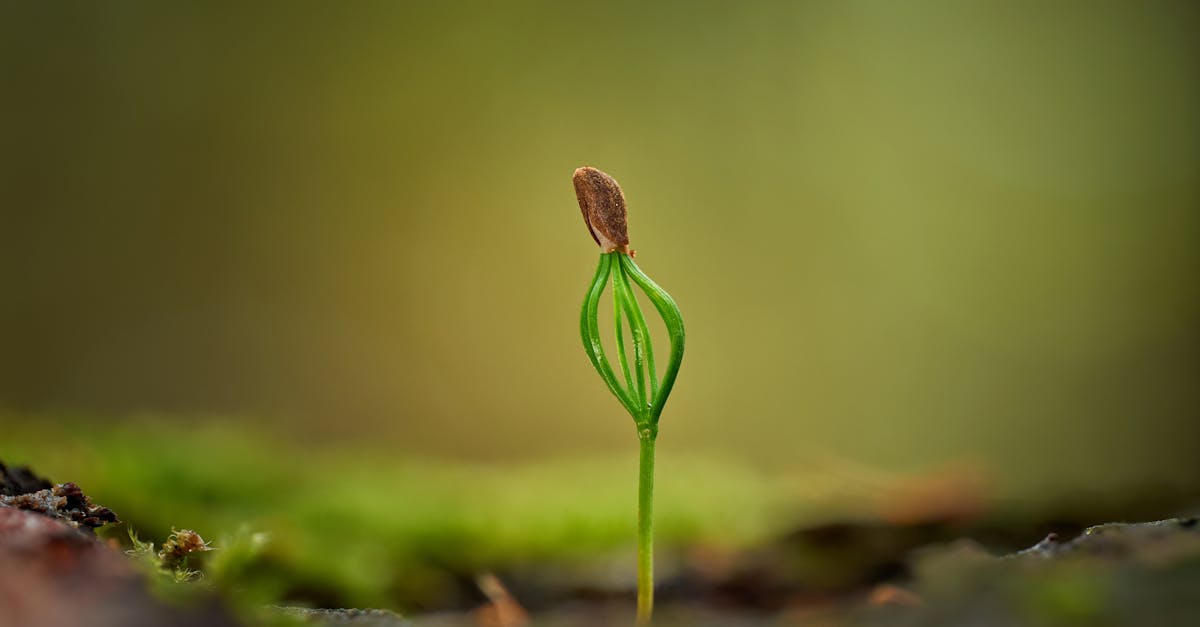 découvrez les enjeux de l'effondrement écologique, une crise planétaire menaçant la biodiversité et l'équilibre des écosystèmes. explorez les causes, les conséquences et les solutions pour préserver notre environnement et construire un avenir durable.