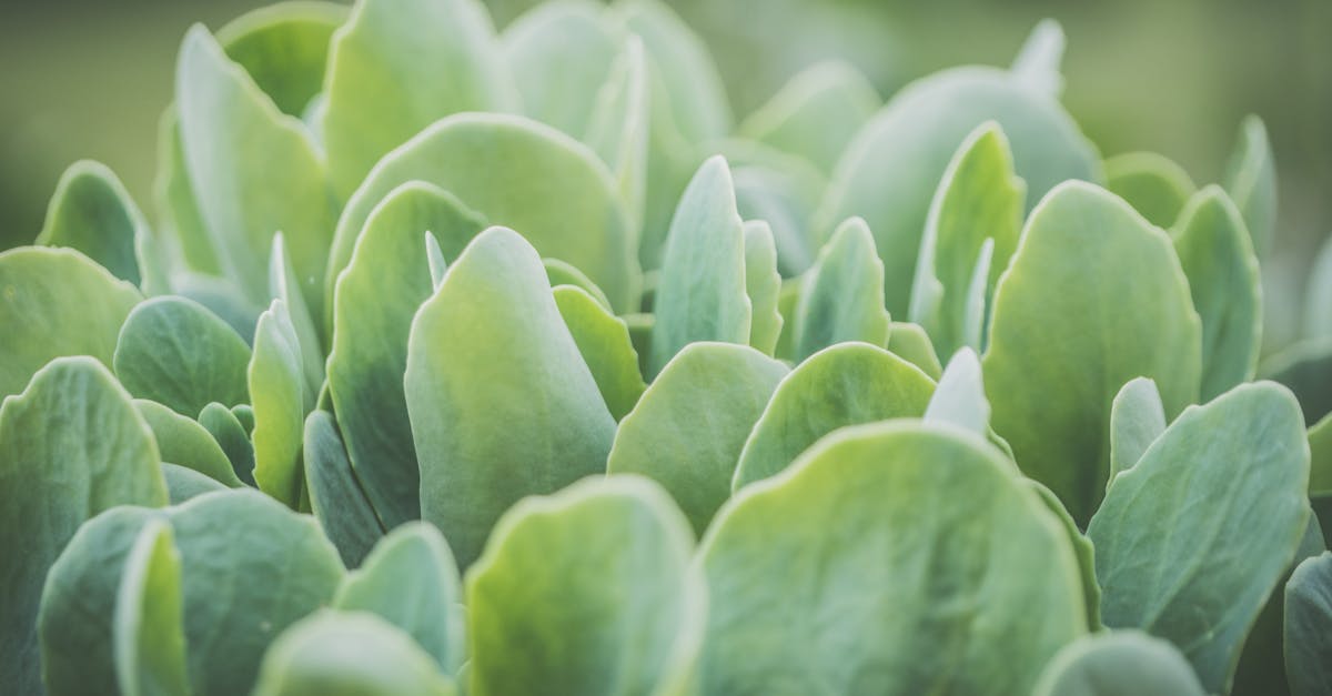 découvrez l'importance de la santé des sols pour l'agriculture durable et l'environnement. apprenez comment la gestion des sols peut améliorer la biodiversité, favoriser la productivité des cultures et lutter contre le changement climatique.