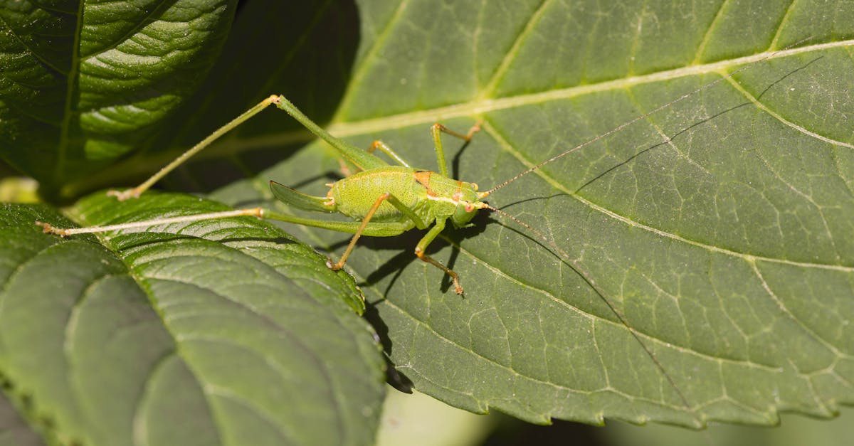 découvrez l'importance de la santé des sols pour l'agriculture durable et la préservation de l'environnement. apprenez des méthodes pour améliorer la qualité du sol, favoriser la biodiversité et optimiser les rendements tout en protégeant nos ressources naturelles.