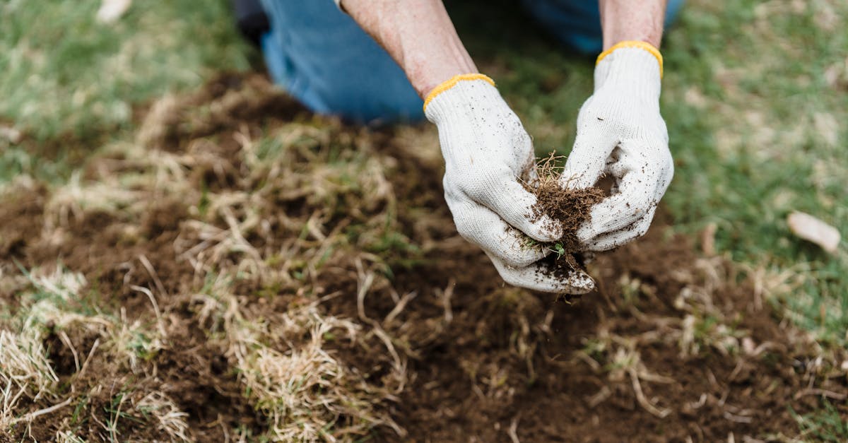 découvrez l'importance de la santé des sols pour la biodiversité et la production agricole durable. apprenez comment améliorer la qualité du sol et garantir une agriculture respectueuse de l'environnement.
