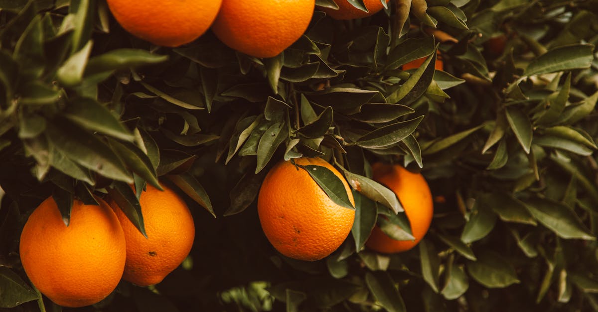 découvrez les systèmes alimentaires durables : une approche innovante pour produire, consommer et gérer nos ressources de manière responsable et respectueuse de l'environnement. apprenez comment ces systèmes favorisent la santé, l'économie locale et la biodiversité tout en réduisant notre empreinte carbone.