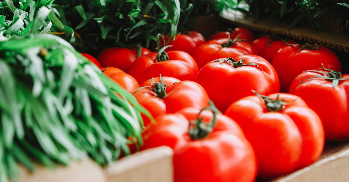 découvrez les systèmes alimentaires durables, une approche innovante visant à réduire l'impact environnemental de notre alimentation tout en promouvant la santé, la biodiversité et l'équité sociale. apprenez comment ces pratiques alimentaires contribuent à un avenir plus vert et responsable.