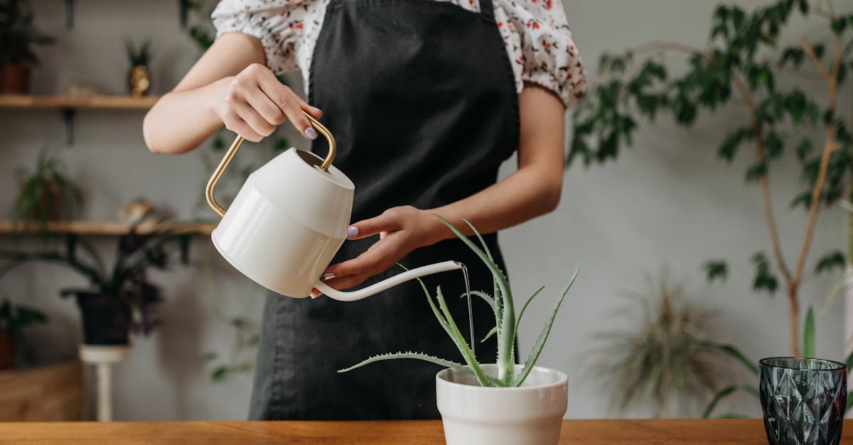 découvrez des conseils pratiques et des astuces pour adopter un mode de vie durable. apprenez à réduire votre empreinte écologique tout en améliorant votre bien-être au quotidien.