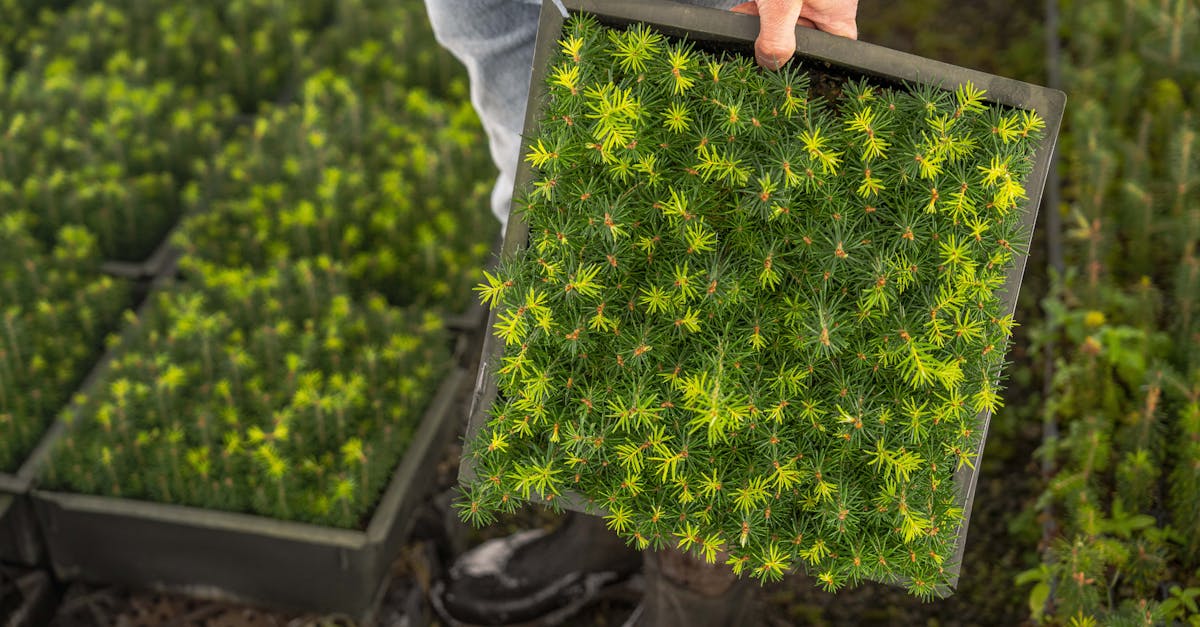 découvrez l'importance de la plantation d'arbres pour l'environnement et comment participer à cette action essentielle. rejoignez-nous pour contribuer à la lutte contre le changement climatique et à la préservation de la biodiversité.