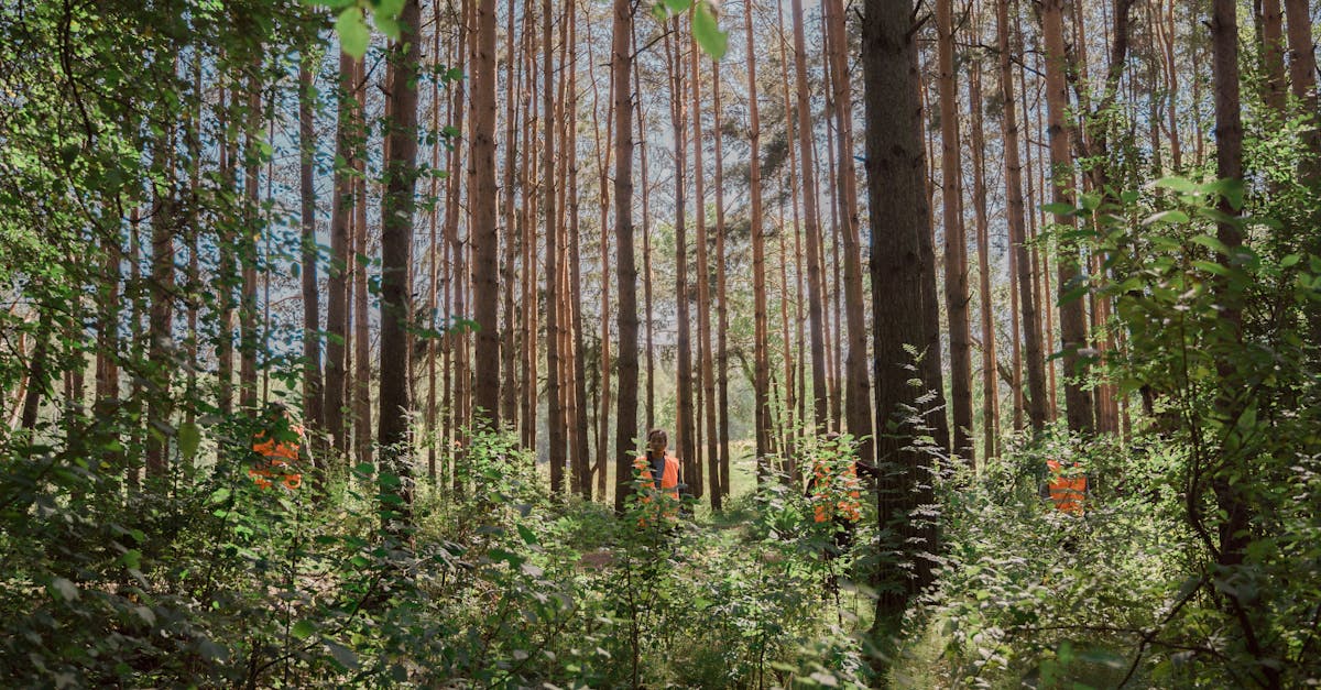 découvrez l'importance de la plantation d'arbres pour notre environnement et notre bien-être. rejoignez-nous dans nos initiatives pour un avenir plus vert et durable grâce à des projets de reforestation et d'embellissement des espaces urbains.