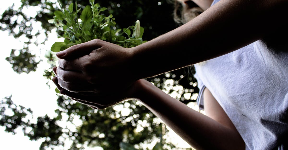 découvrez l'importance du reboisement et comment participer activement à la plantation d'arbres pour un avenir plus vert. apprenez les bienfaits environnementaux, les techniques de plantation et rejoignez des initiatives locales pour faire la différence.