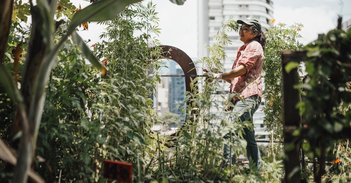 découvrez l'agriculture urbaine, une pratique innovante qui transforme les villes en espaces de culture durable. apprenez comment cultiver des fruits et légumes en milieu urbain, améliorer la qualité de l'air et renforcer les liens communautaires.