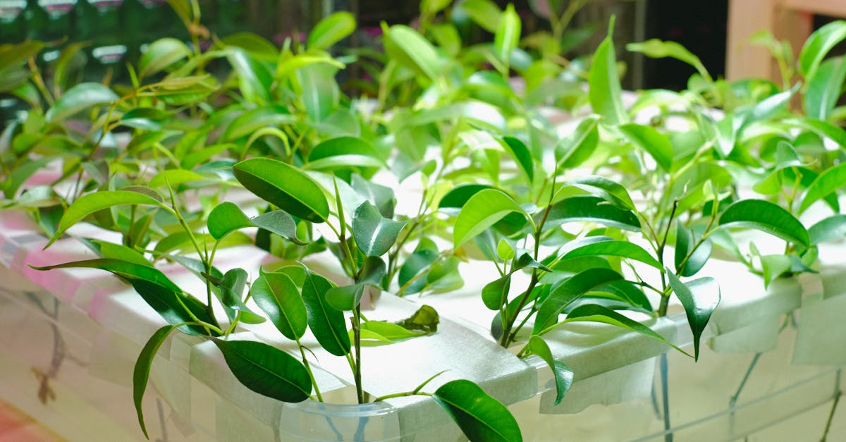 découvrez l'agriculture urbaine, une pratique innovante qui transforme nos villes en espaces verts et cultivables. apprenez comment cultiver des légumes et des fruits en milieu urbain, favorisant la durabilité, la biodiversité et le bien-être des citadins. rejoignez le mouvement vers des villes plus saines et plus résilientes grâce à l'agriculture urbaine.