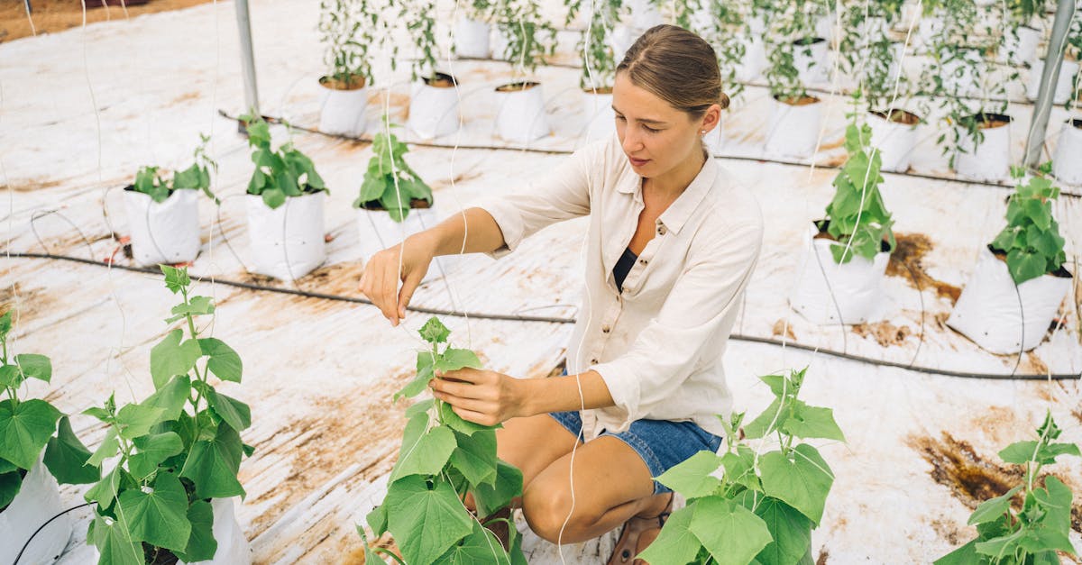 découvrez les bienfaits de l'agriculture urbaine, une pratique innovante et durable qui transforme les villes en espaces agricoles. apprenez comment cultiver des fruits et légumes frais chez vous, tout en réduisant l'empreinte carbone et en renforçant le lien communautaire.