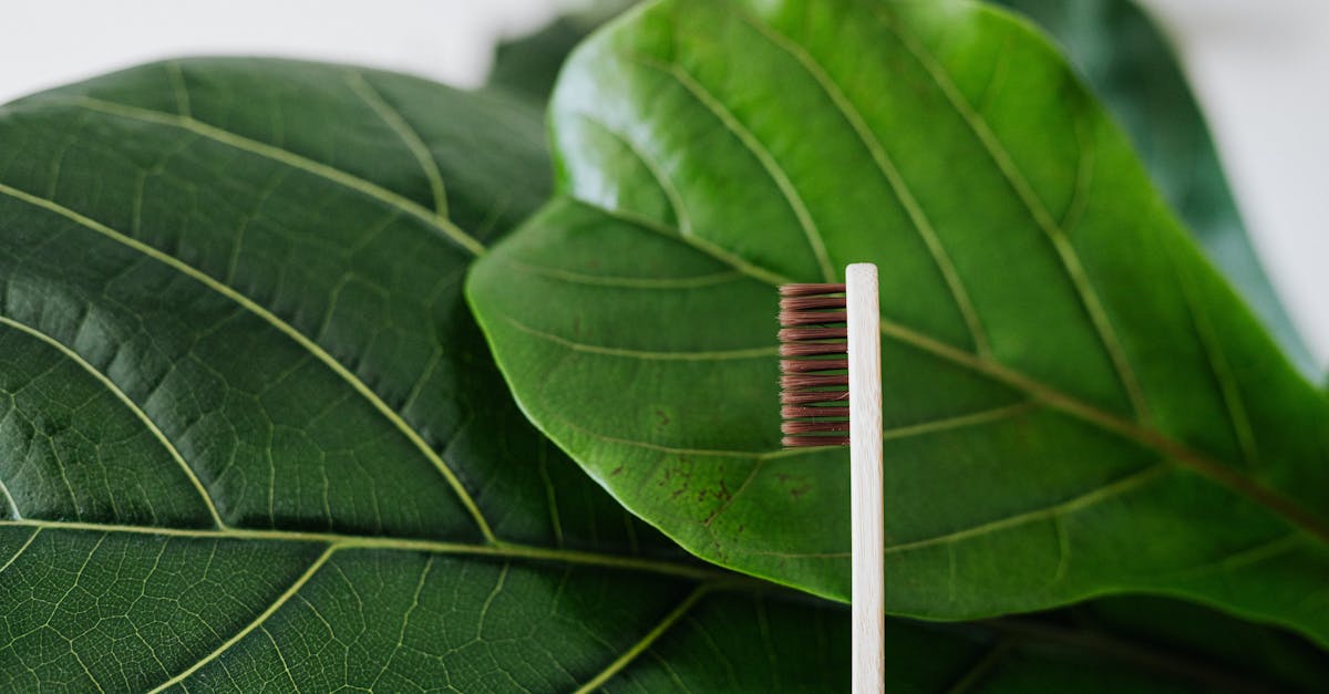 découvrez notre sélection de produits biodégradables, conçus pour réduire l'impact environnemental tout en préservant votre confort au quotidien. optez pour une consommation responsable et écologique avec notre gamme innovante.