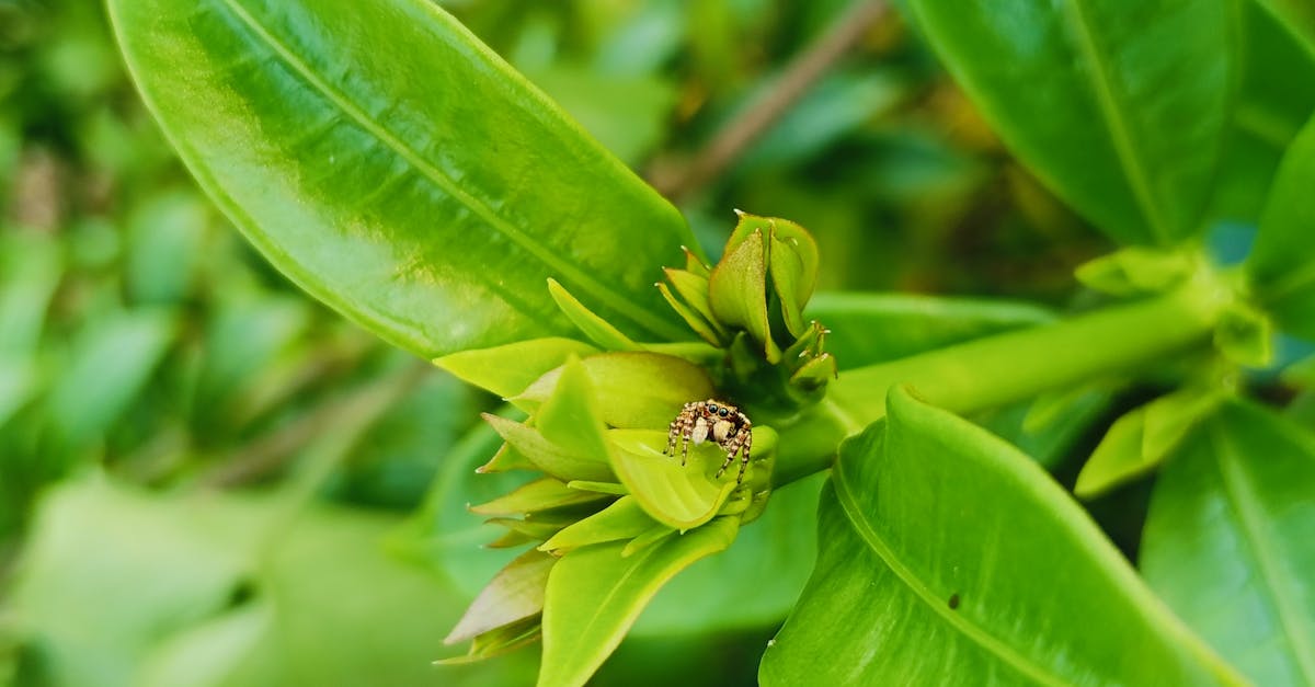 découvrez l'incroyable richesse de la biodiversité, essentielle à l'équilibre de notre planète. explorez les écosystèmes variés, apprenez l'importance de la conservation et engagez-vous pour protéger les espèces menacées et la santé de notre environnement.