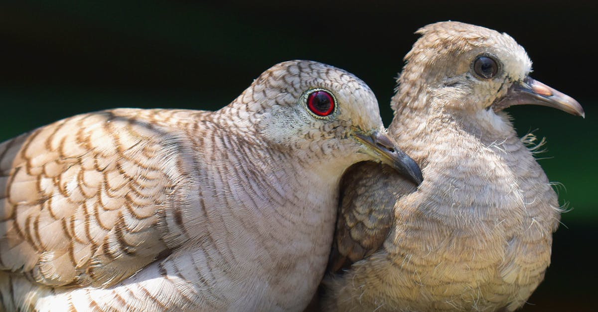 découvrez l'importance de la biodiversité pour notre planète. apprenez comment la diversité des espèces, des écosystèmes et des gènes soutient la vie, régule le climat et enrichit nos ressources. engagez-vous pour la protection de notre patrimoine naturel.
