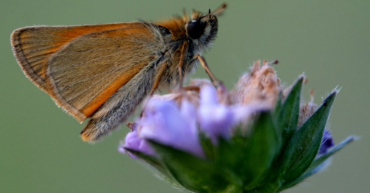 découvrez l'importance de la biodiversité pour notre planète. explorez les écosystèmes, la faune et la flore, et comprenez comment la préservation de la diversité biologique est essentielle pour l'équilibre de notre environnement et le bien-être humain.