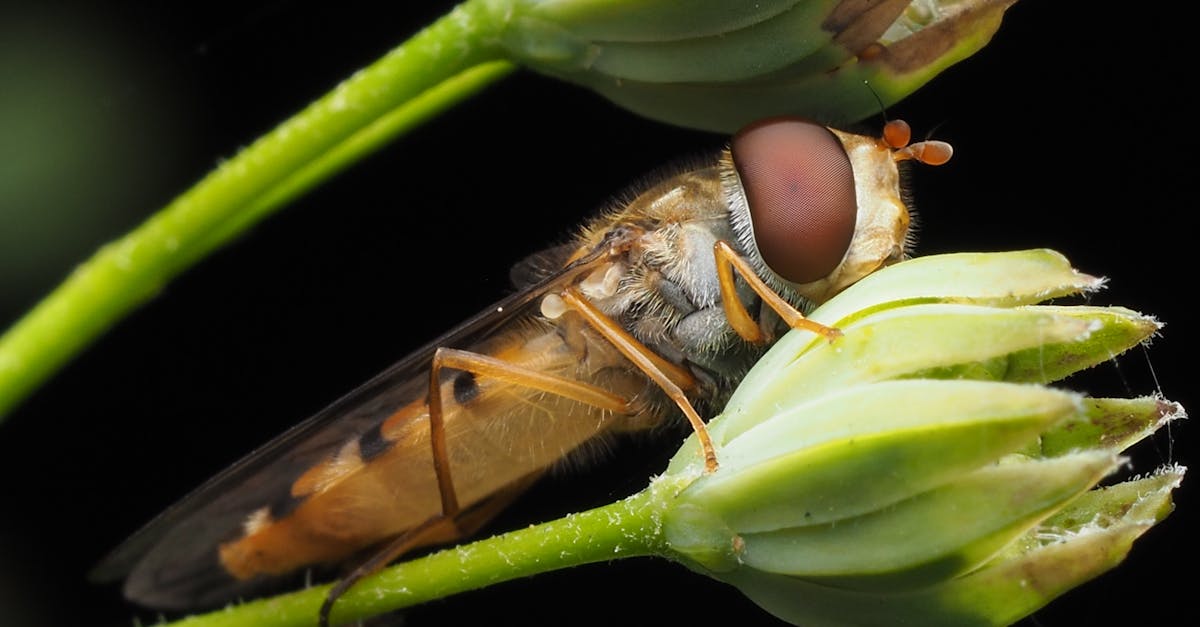 découvrez la richesse de la biodiversité, son importance pour notre planète et les actions à entreprendre pour la préserver. explorez les écosystèmes variés, la coexistence des espèces et les enjeux de conservation qui façonnent notre environnement.