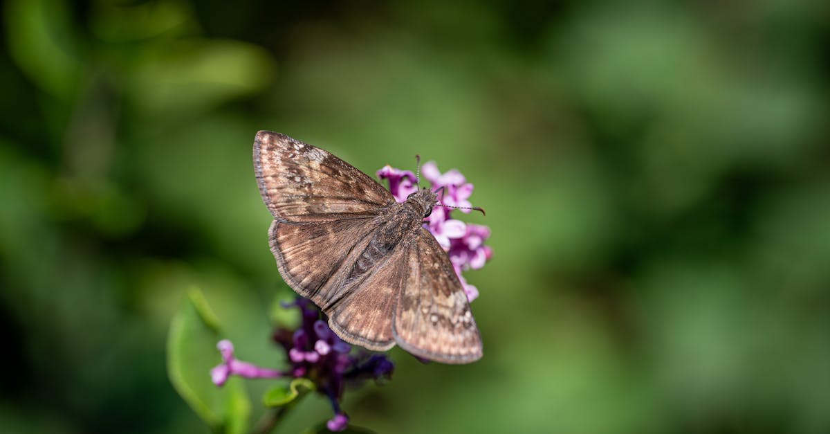 découvrez l'importance de la conservation pour préserver notre planète et ses ressources. explorez les différentes techniques et initiatives qui visent à protéger la biodiversité et à promouvoir un développement durable.