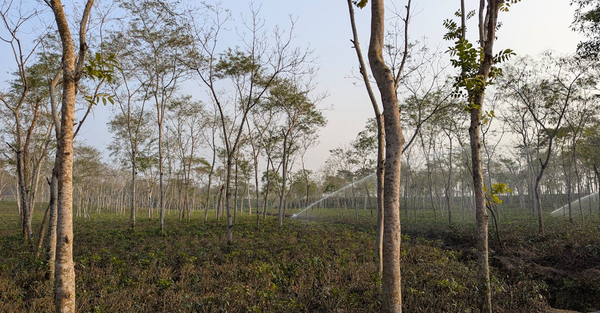 découvrez l'importance de la conservation pour préserver notre planète et ses ressources. apprenez les différentes méthodes de conservation et comment chacun peut contribuer à un avenir durable.