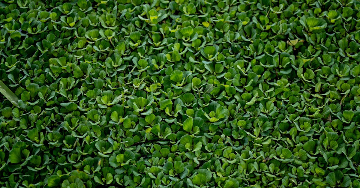 découvrez comment la gouvernance écologique peut transformer notre approche de la durabilité et de la gestion des ressources, en favorisant des pratiques respectueuses de l'environnement pour un avenir meilleur.