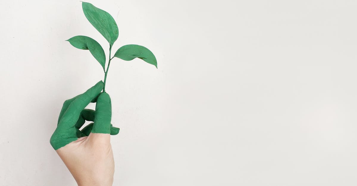 découvrez l'écologie, science essentielle qui étudie les interactions entre les organismes et leur environnement. explorez les enjeux environnementaux, l'importance de la biodiversité et les solutions durables pour préserver notre planète.