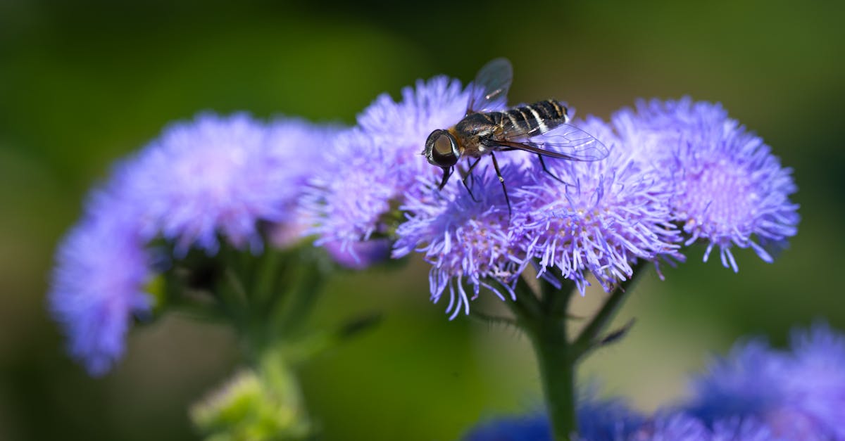 découvrez notre charte environnementale qui engage notre organisation à respecter des pratiques durables, promouvoir la biodiversité et réduire notre empreinte carbone. ensemble, agissons pour un avenir plus vert.