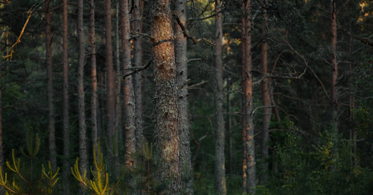 découvrez l'importance de la reforestation pour la préservation de notre planète. apprenez comment cette pratique contribue à lutter contre le changement climatique, à préserver la biodiversité et à restaurer les écosystèmes endommagés. engagez-vous pour un avenir plus vert!