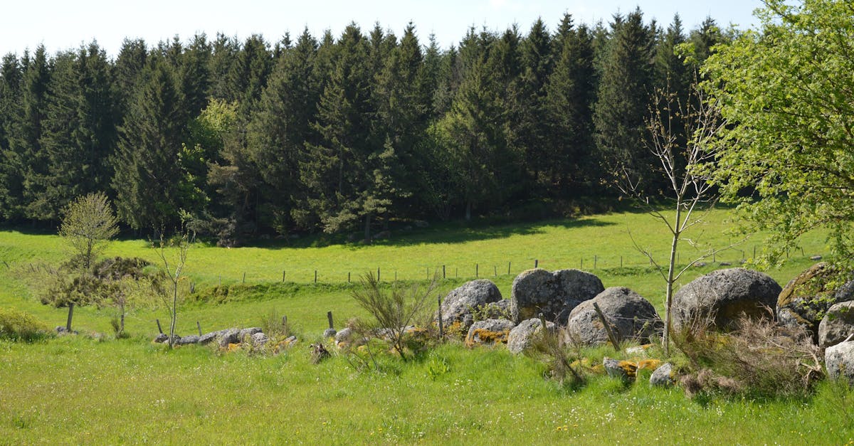 découvrez nos programmes de durabilité innovants, conçus pour promouvoir la protection de l'environnement et encourager des pratiques responsables. rejoignez-nous dans notre engagement envers un avenir durable grâce à des initiatives qui rassemblent la communauté et stimulent le changement positif.