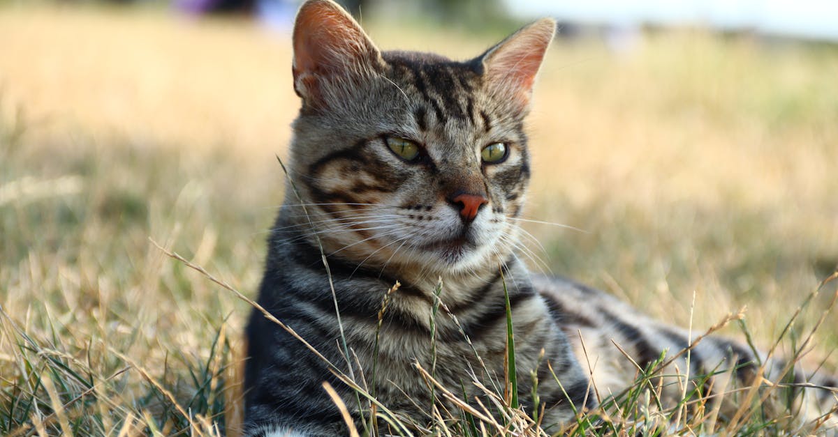 découvrez comment prendre soin de votre chat de manière durable avec des astuces, des produits écoresponsables et des conseils pour un mode de vie respectueux de l'environnement. adoptez une approche verte tout en préservant le bien-être de votre félin.